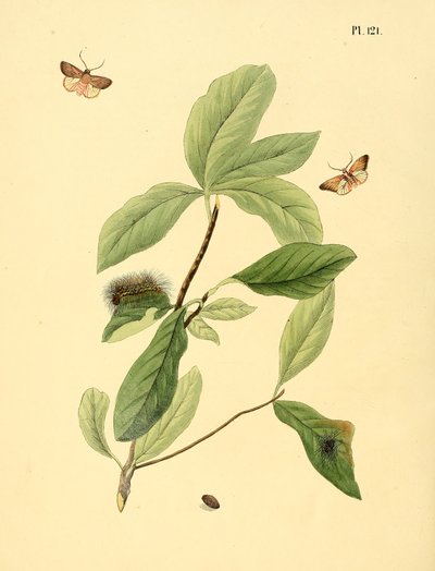Illustration von: Unbekannter Schmetterling, beschrieben als Phalaena elaeodendri von Jan Christiaen Sepp
